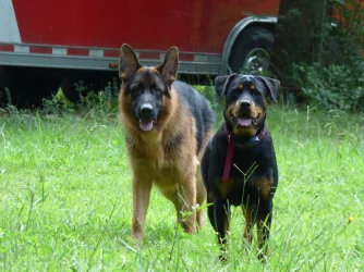 Max and Roxie.webp